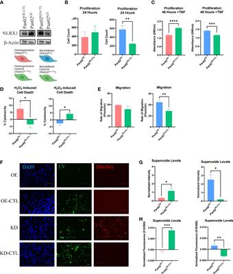 NLRX1 functions as a tumor suppressor in Pan02 pancreatic cancer cells
